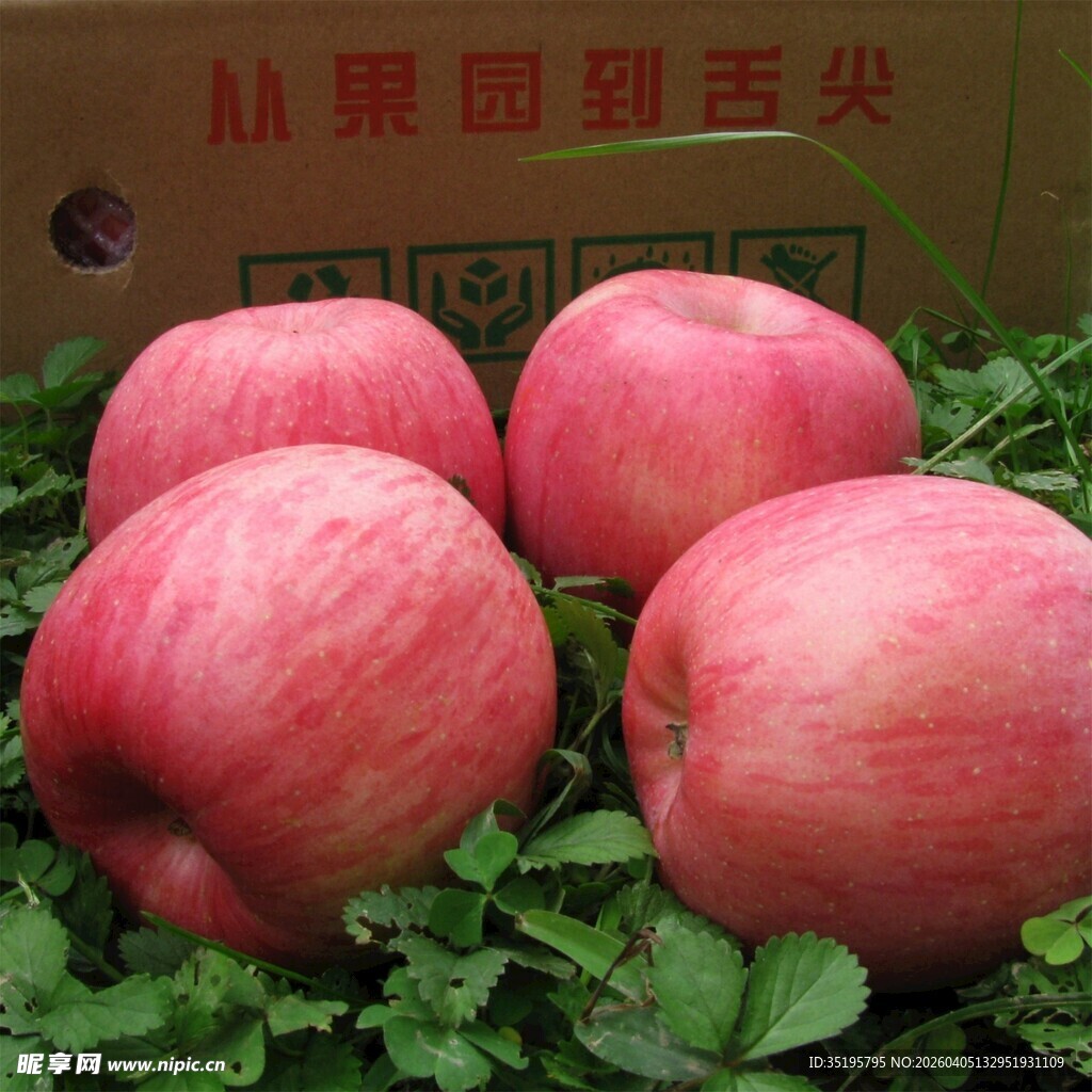 新鲜红苹果摆放在绿叶上