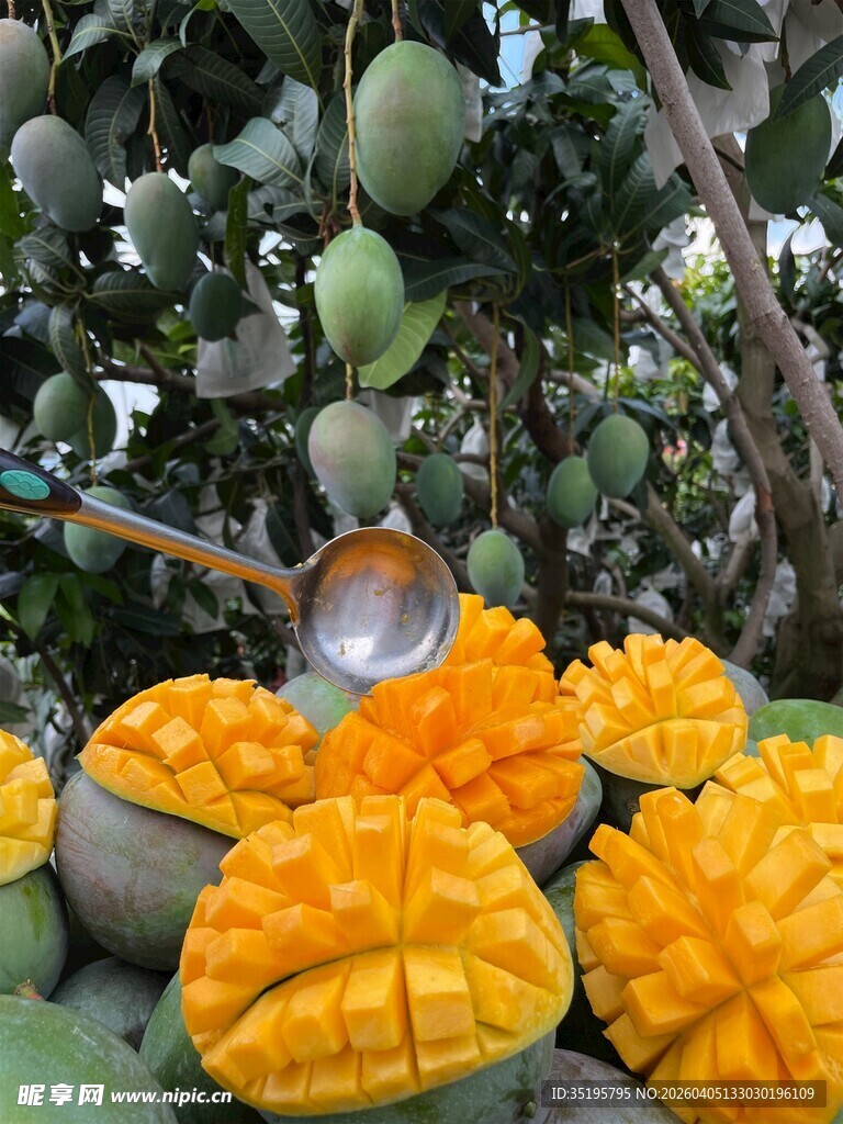树上切开的诱人新鲜芒果