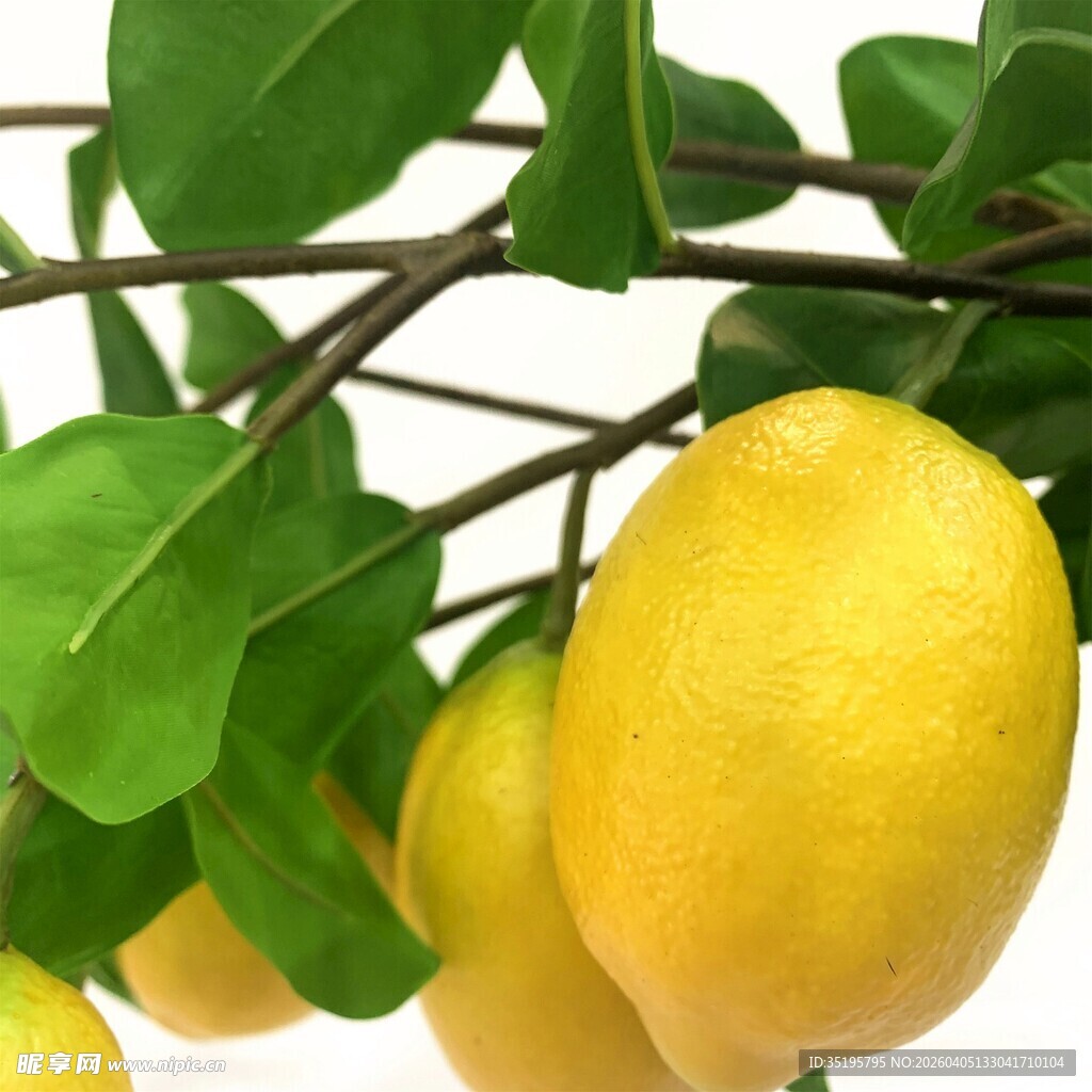 枝头黄柠檬绿叶相伴
