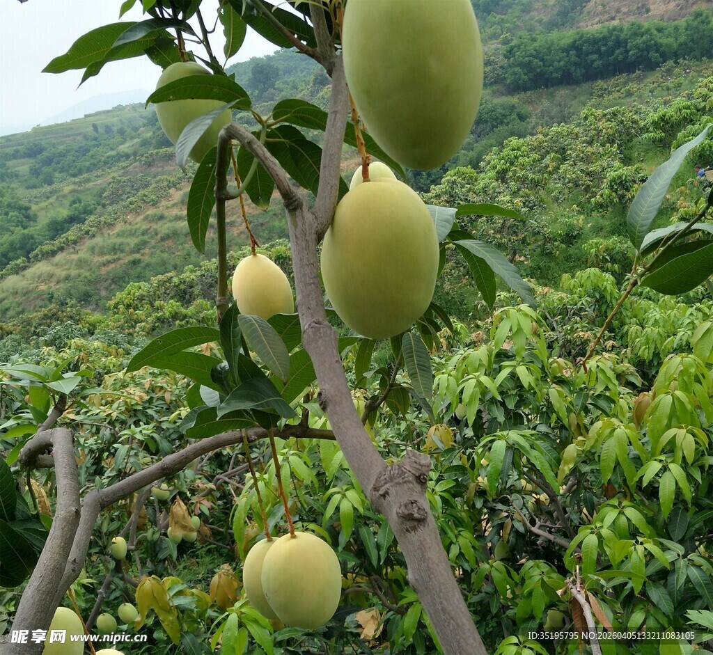 树上挂着的饱满青芒