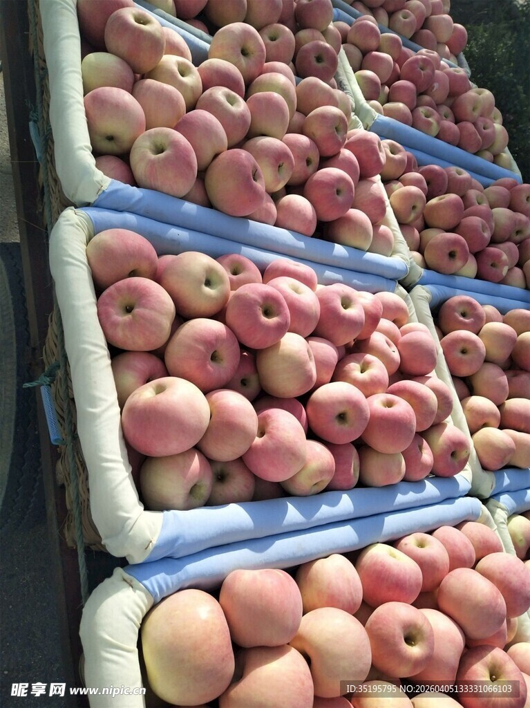 大量鲜苹果整齐堆放