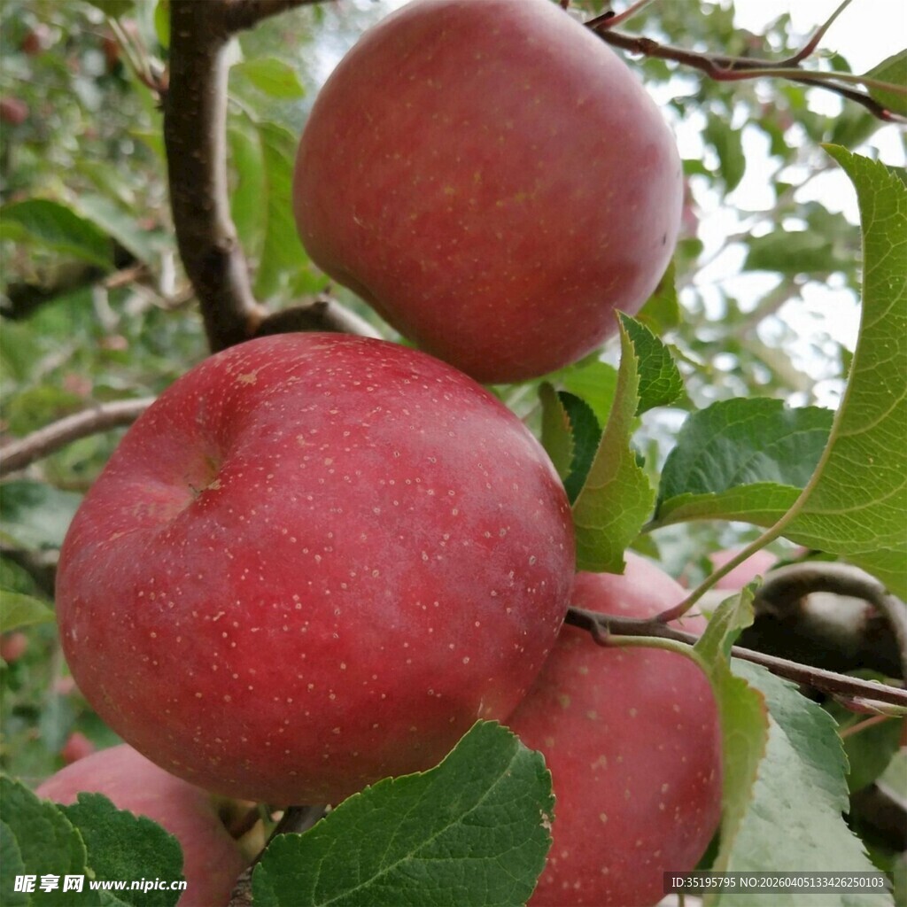 枝头红苹果鲜嫩诱人