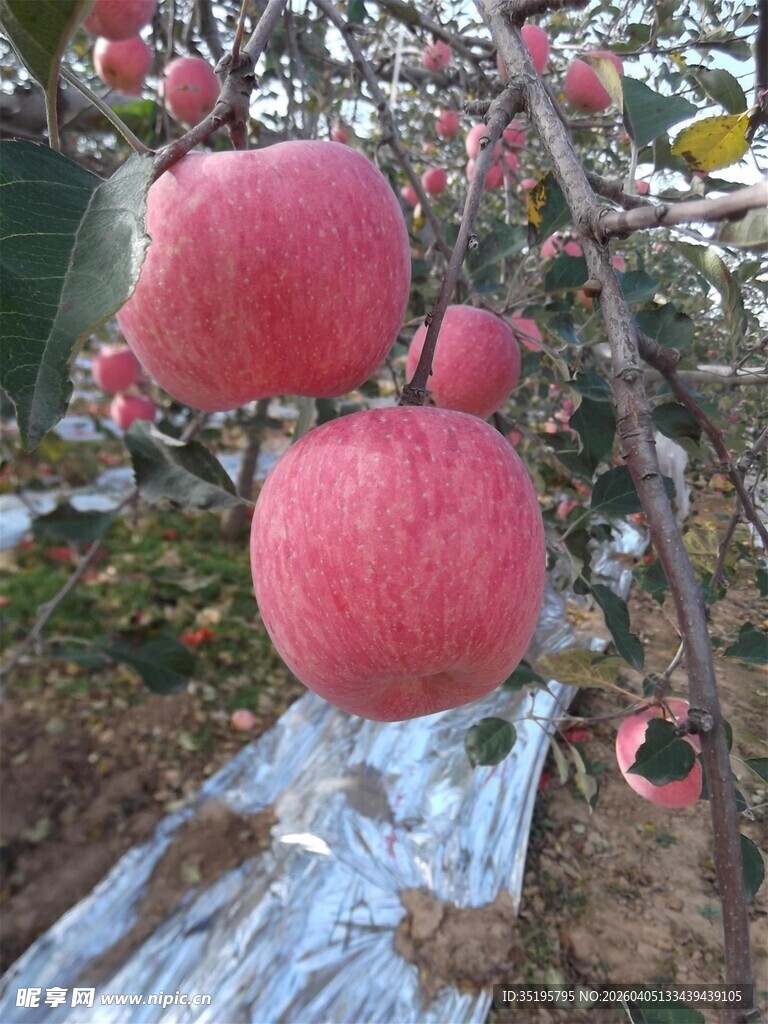 枝头硕果累累的红苹果