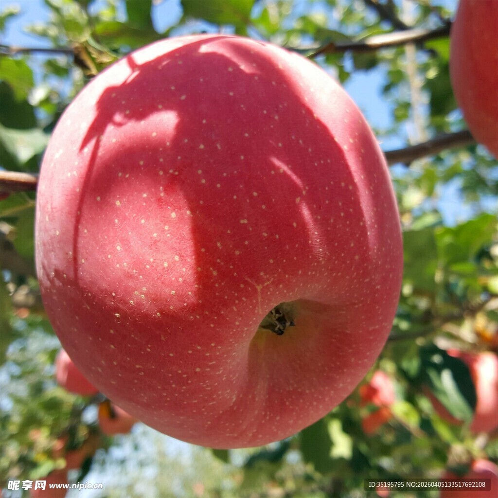 枝头红苹果色泽诱人