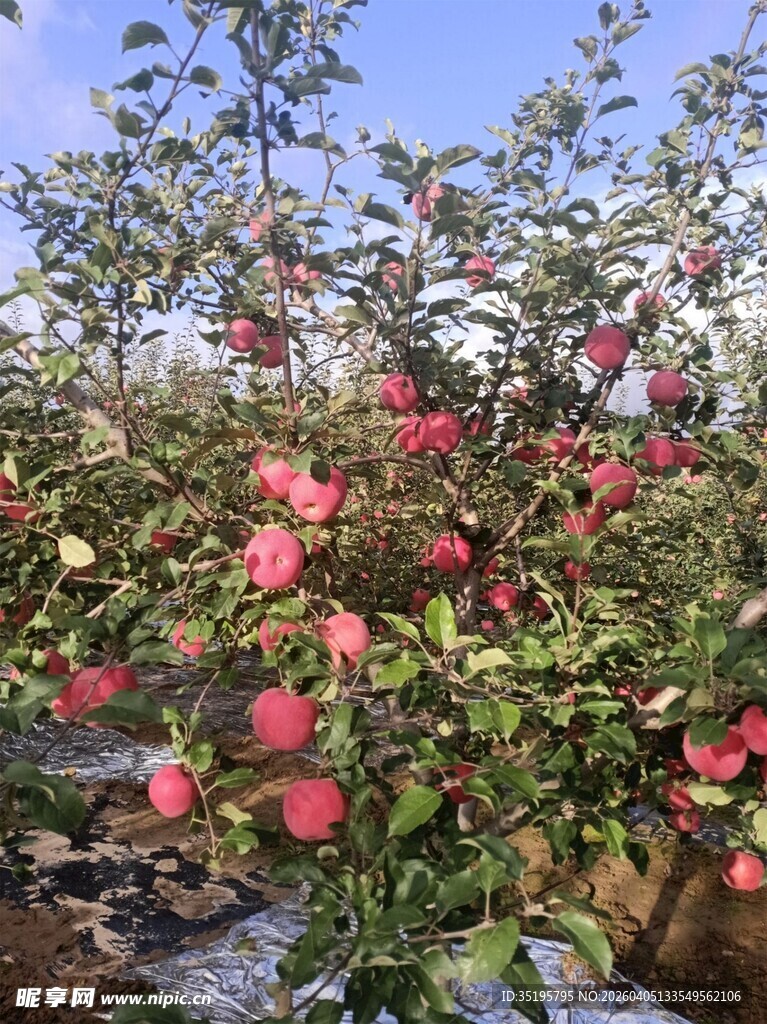 果园中繁茂的苹果树硕果累累