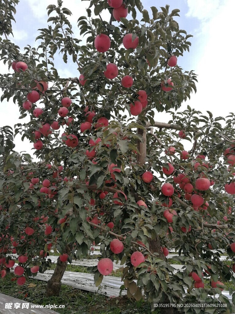 硕果累累的苹果树