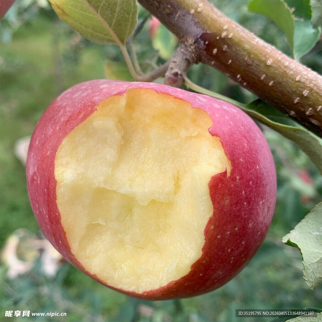 被咬一口的红苹果
