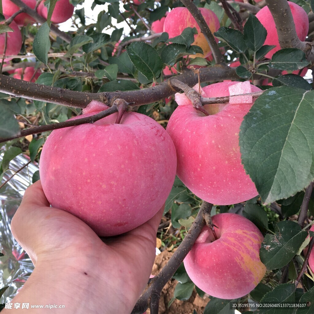 手摘枝头粉嫩大苹果