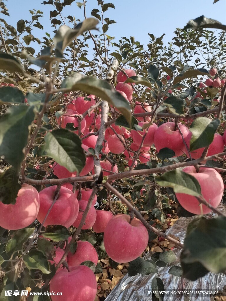 枝头硕果累累的粉红苹果