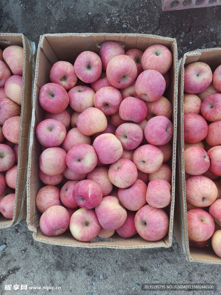 新鲜粉苹果装于纸箱中