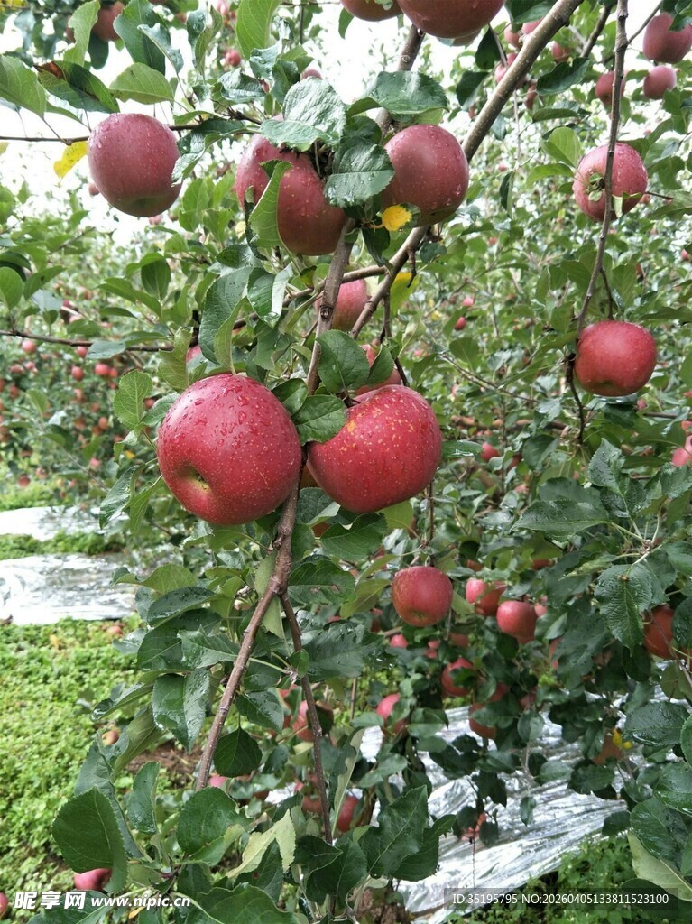 果园中硕果累累的苹果树