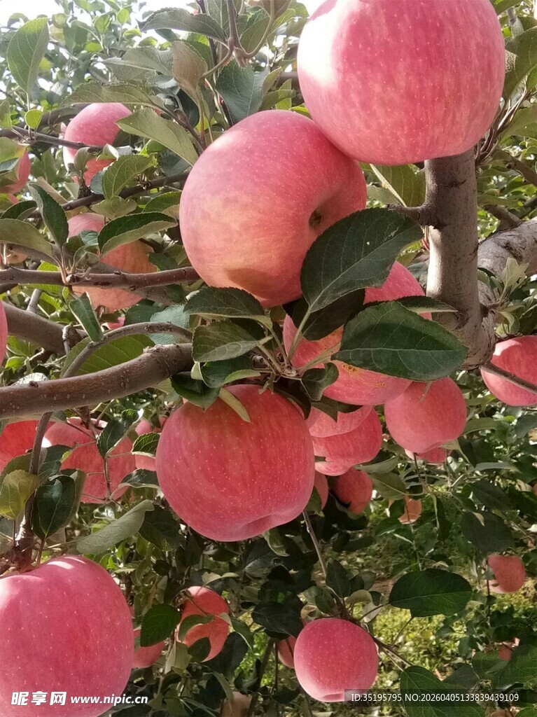 枝头硕果累累的红苹果