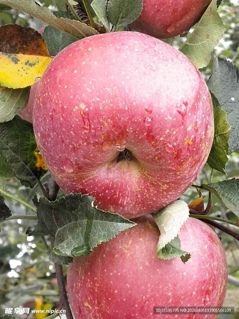 枝头红苹果色泽诱人