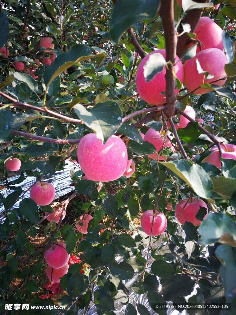 枝头粉嫩海棠花绽放