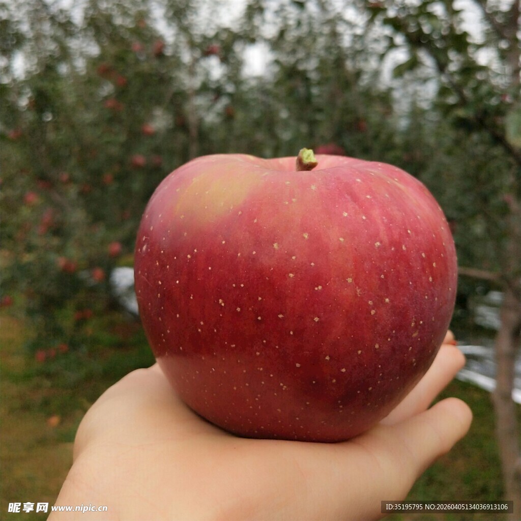 手中的红苹果