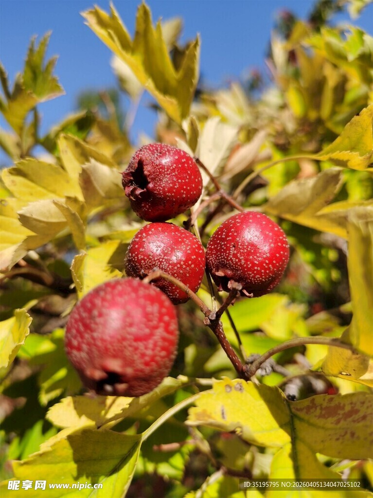 枝头红果映绿叶