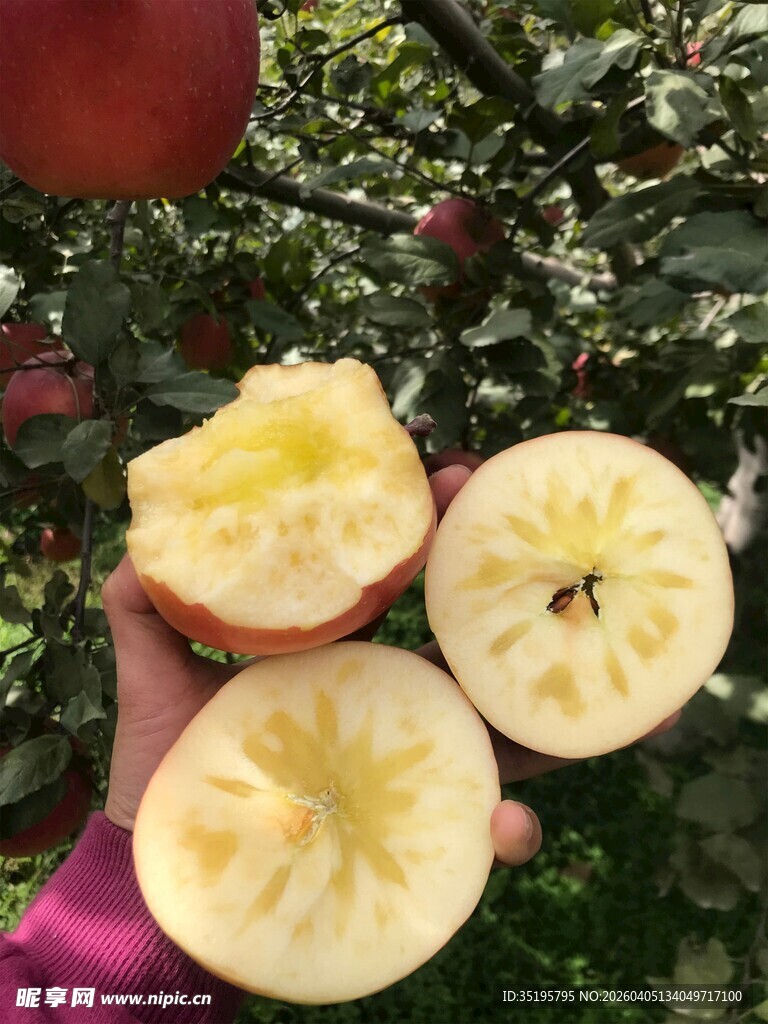 手捧切开的新鲜红苹果