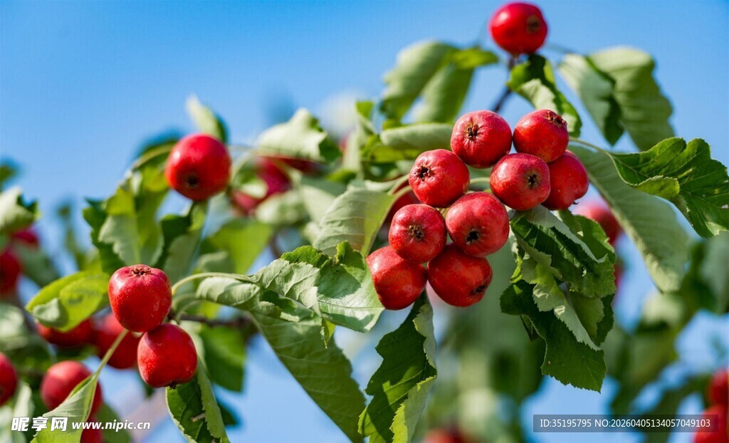 枝头红果累累