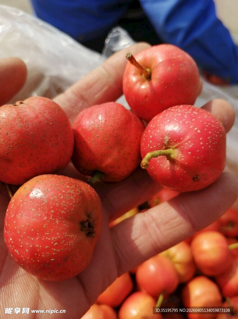 手捧新鲜山楂果