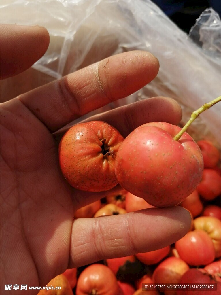 手捧新鲜小番茄