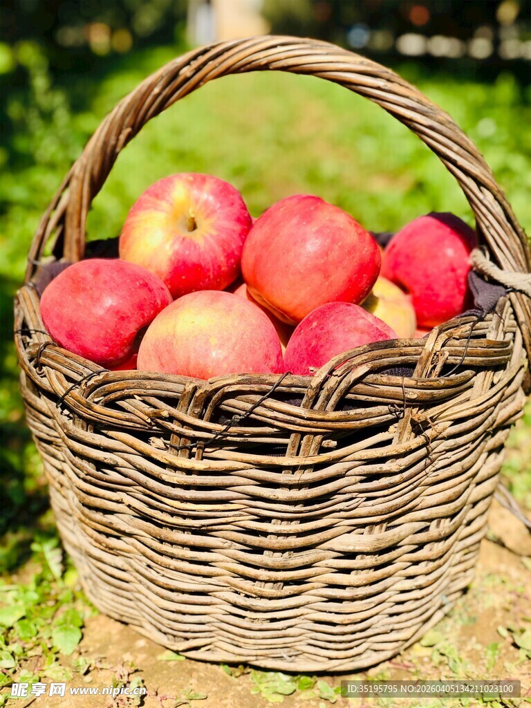 篮子里的红苹果
