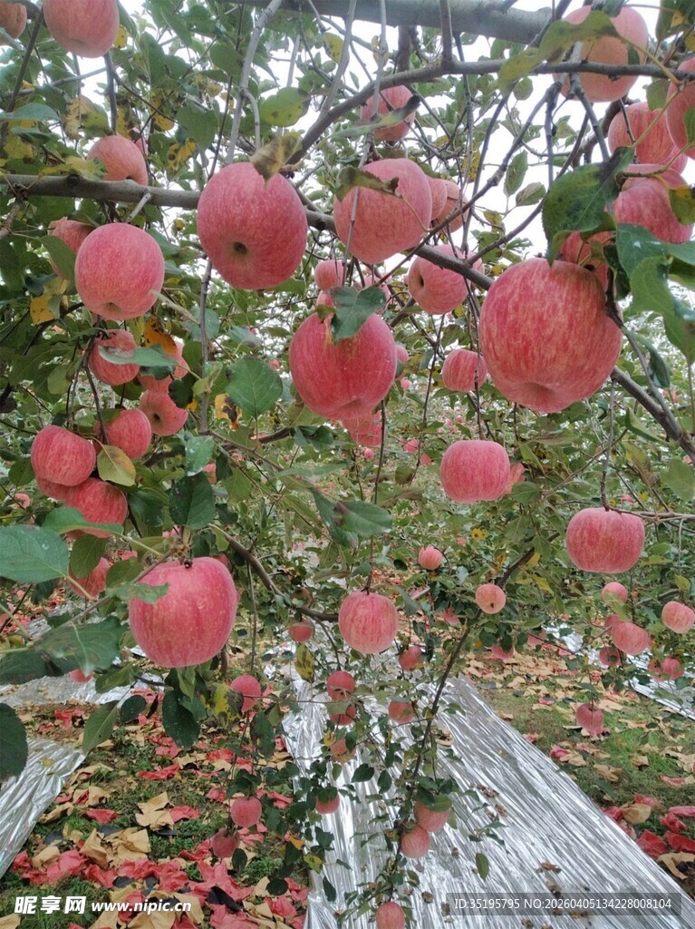 硕果累累的红苹果挂满枝头