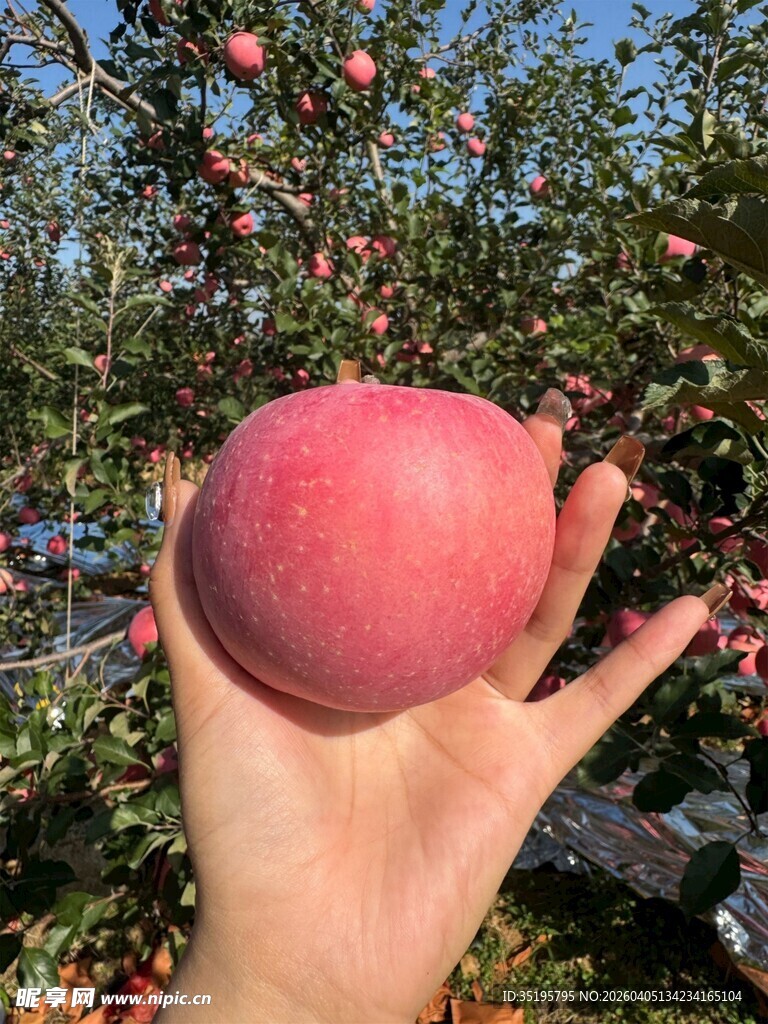 手捧果园鲜桃