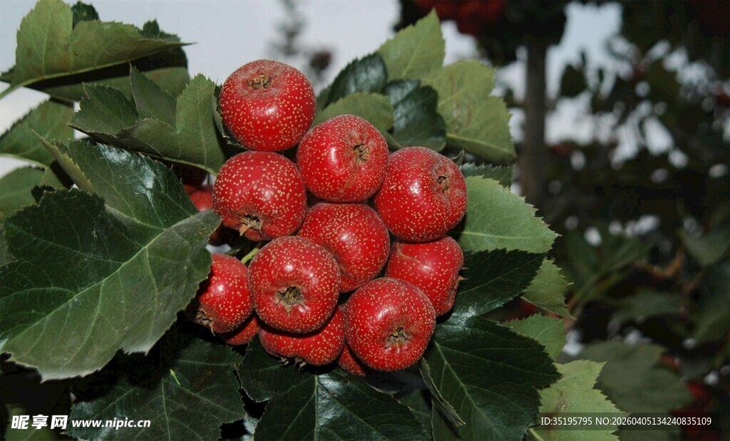红果满枝的翠绿植物
