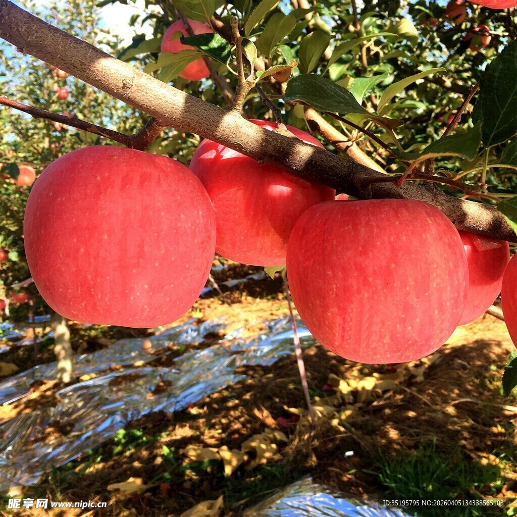 枝头红苹果秋日好风光