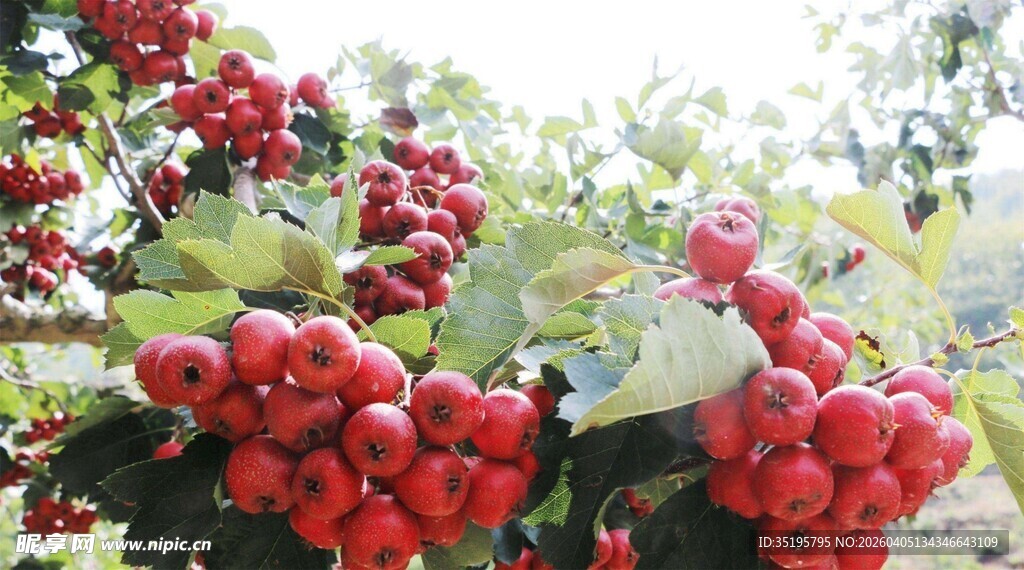 枝头红山楂饱满诱人