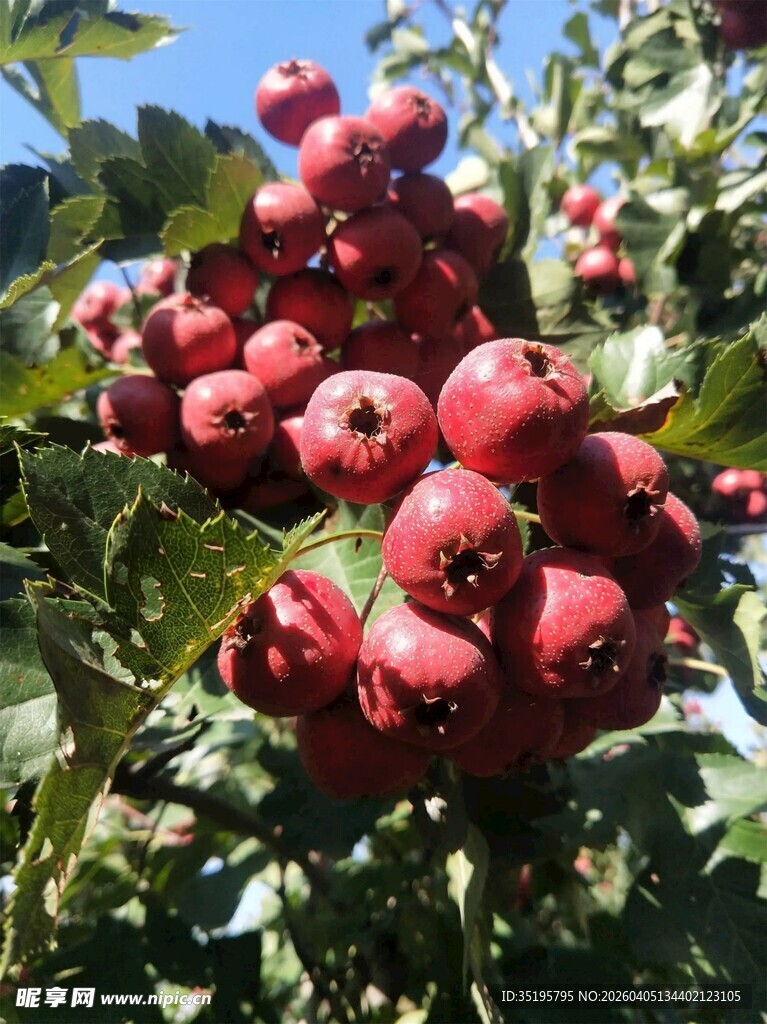 枝头红山楂饱满诱人