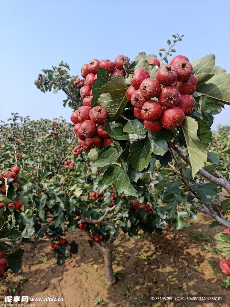 硕果累累的红苹果果园