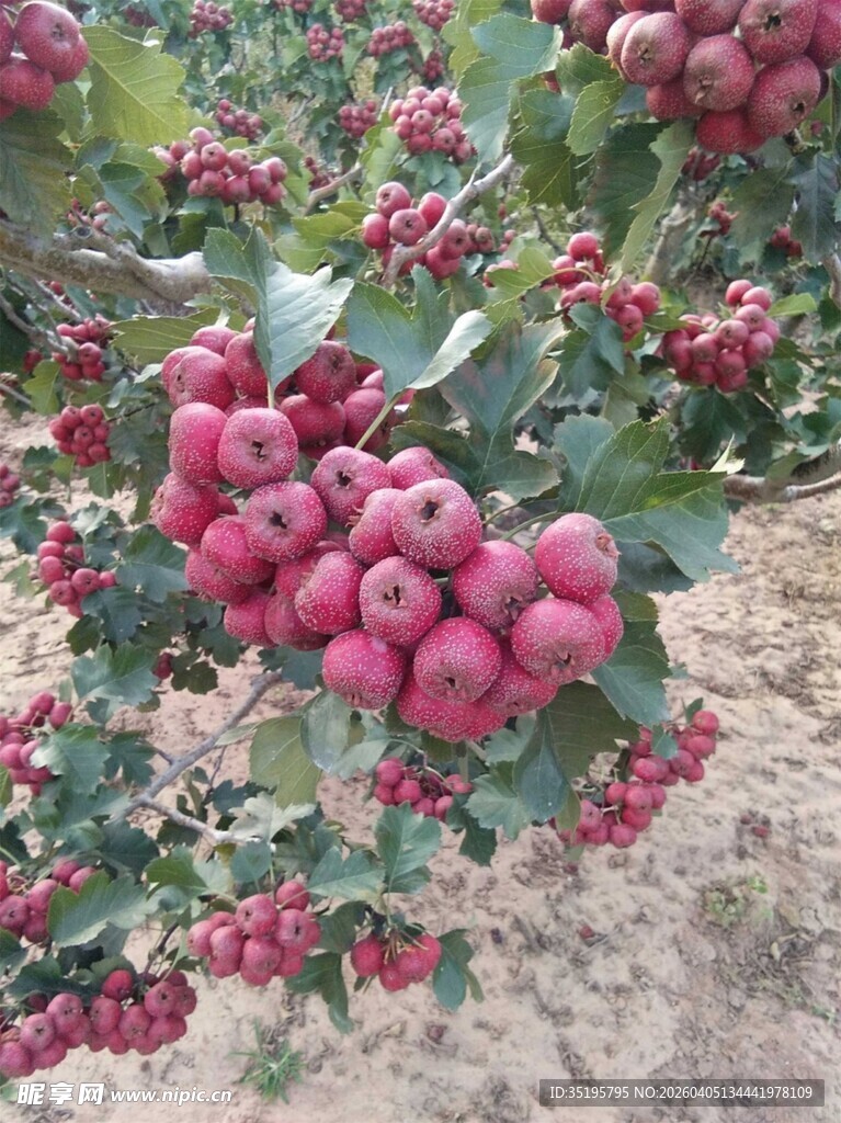 枝头硕果累累的红苹果