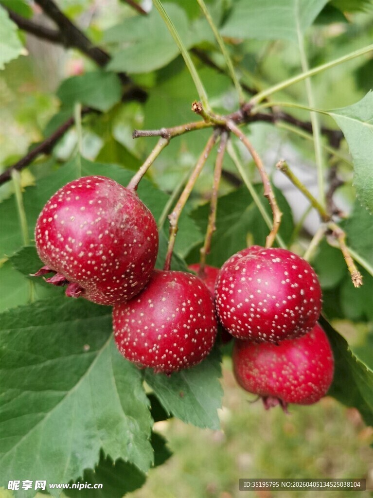 枝头红果尽显自然之美