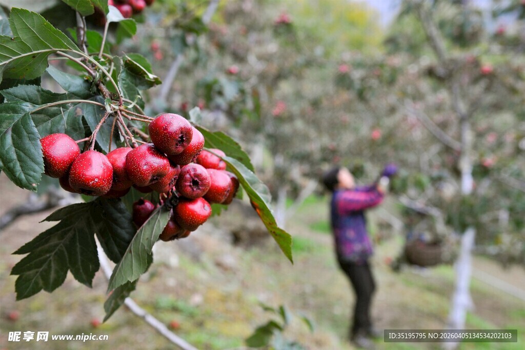 山楂树下的惬意采摘时刻