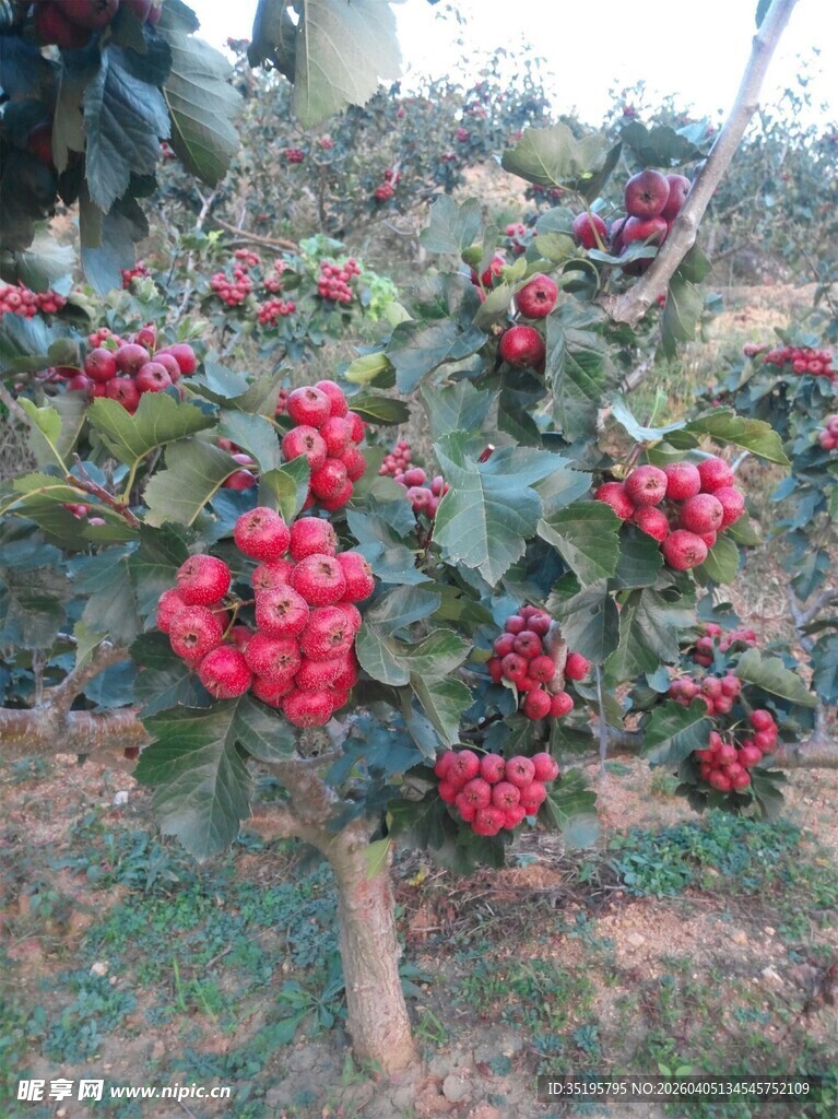枝头红果累累的艳丽景象