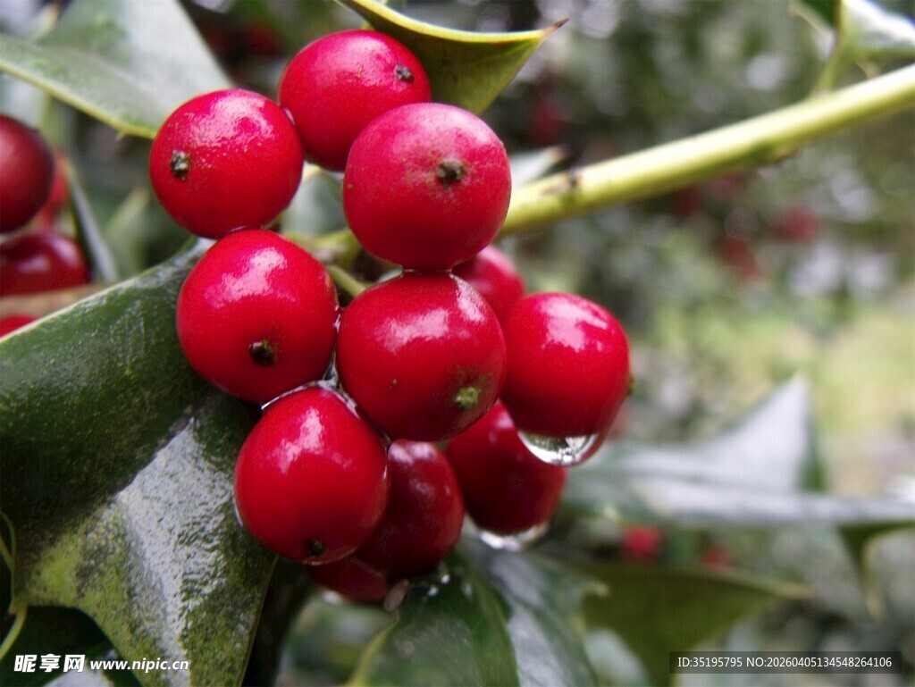 鲜红饱满的诱人浆果