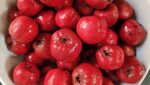 满满一碗鲜红山楂果