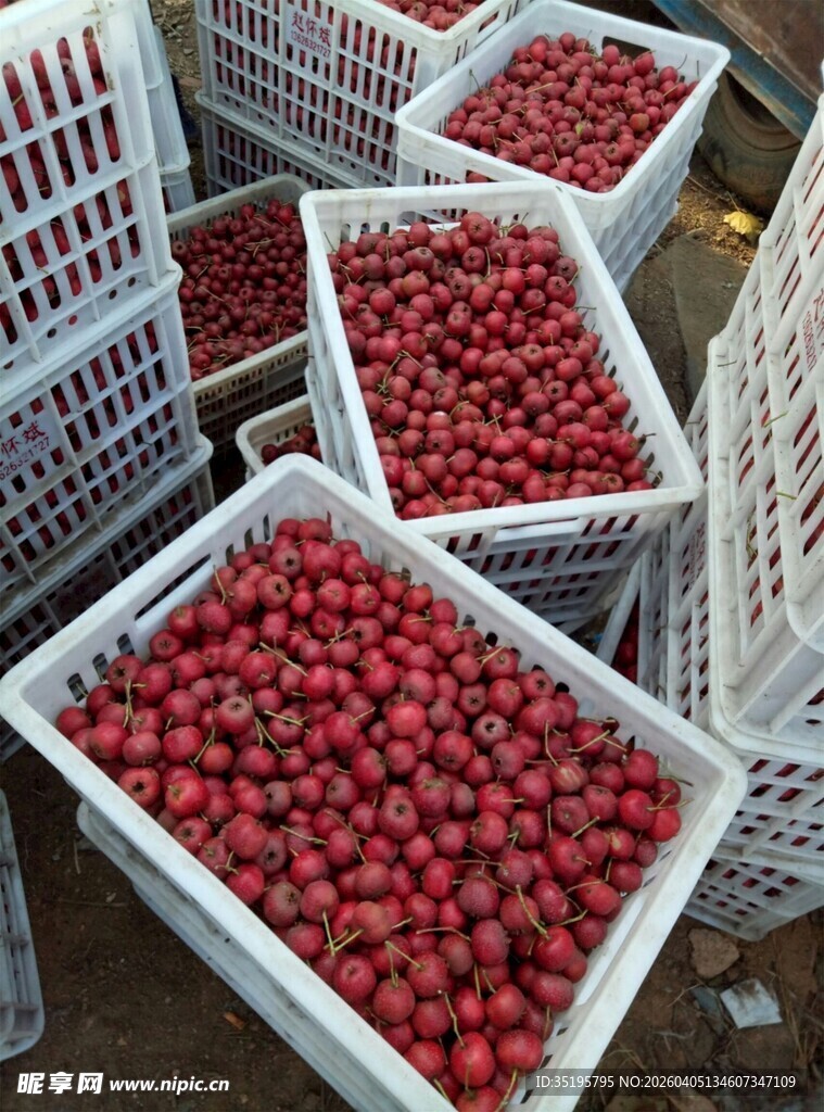 新鲜樱桃装箱待售