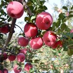 枝头硕果累累的红苹果