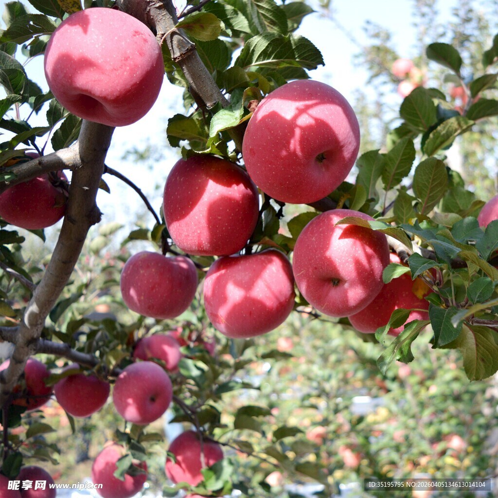 枝头硕果累累的红苹果