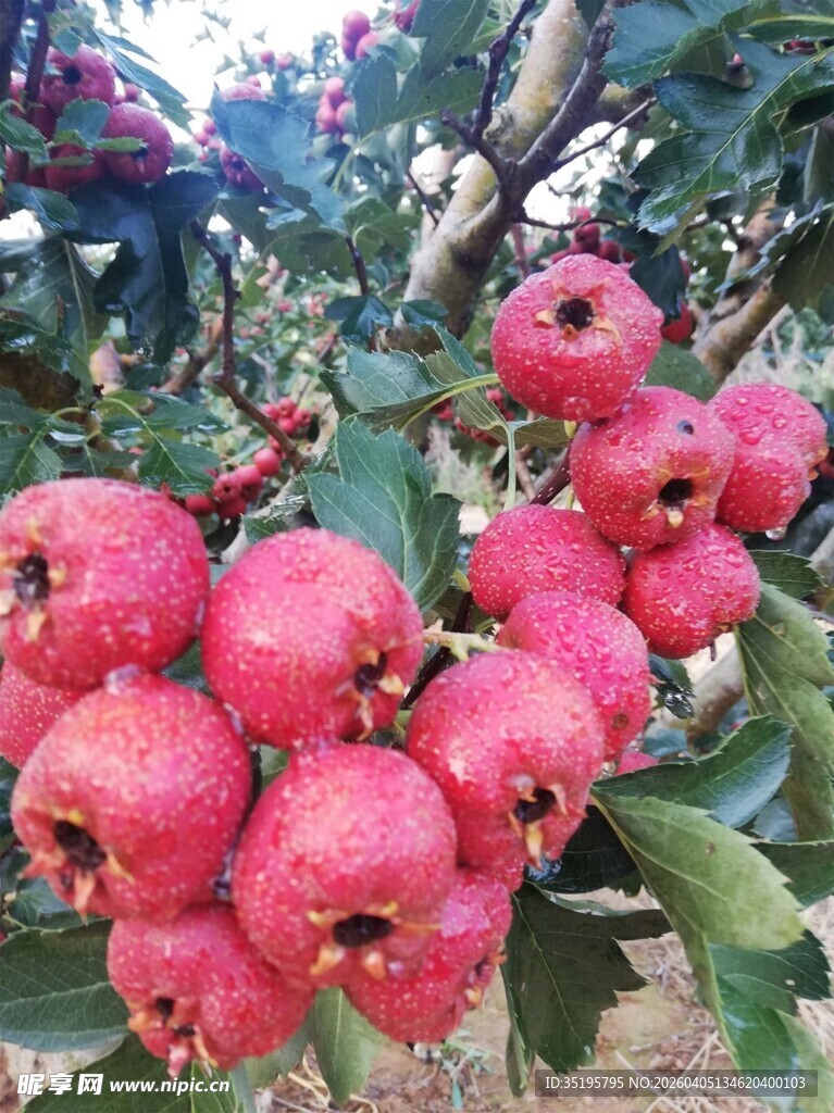枝头红山楂饱满诱人