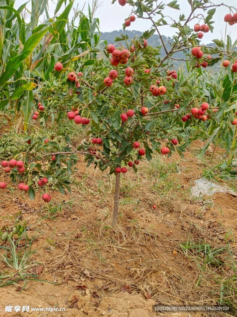田间硕果累累的番茄植株