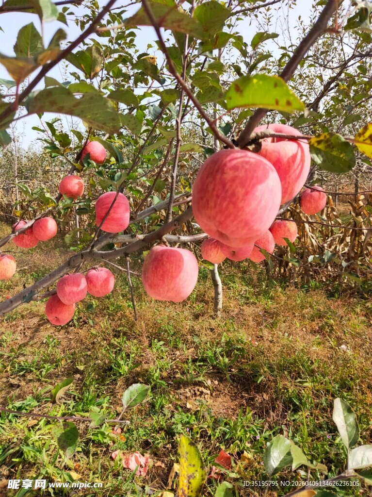 枝头硕果累累的红苹果