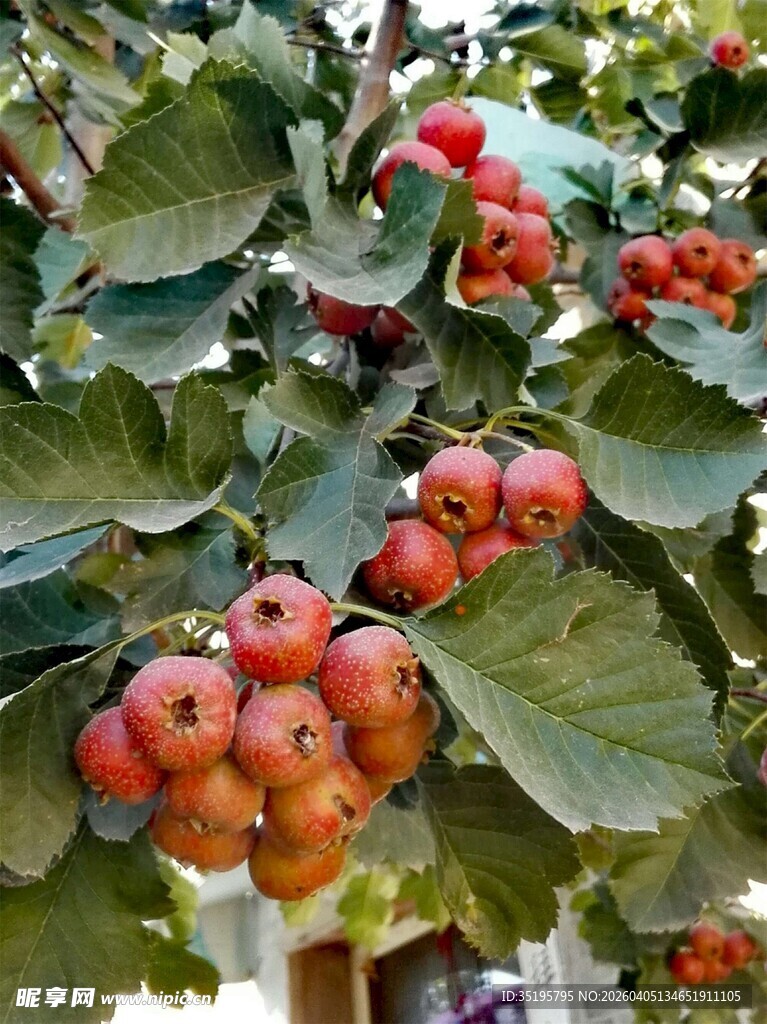 枝头红果累累诱人山楂