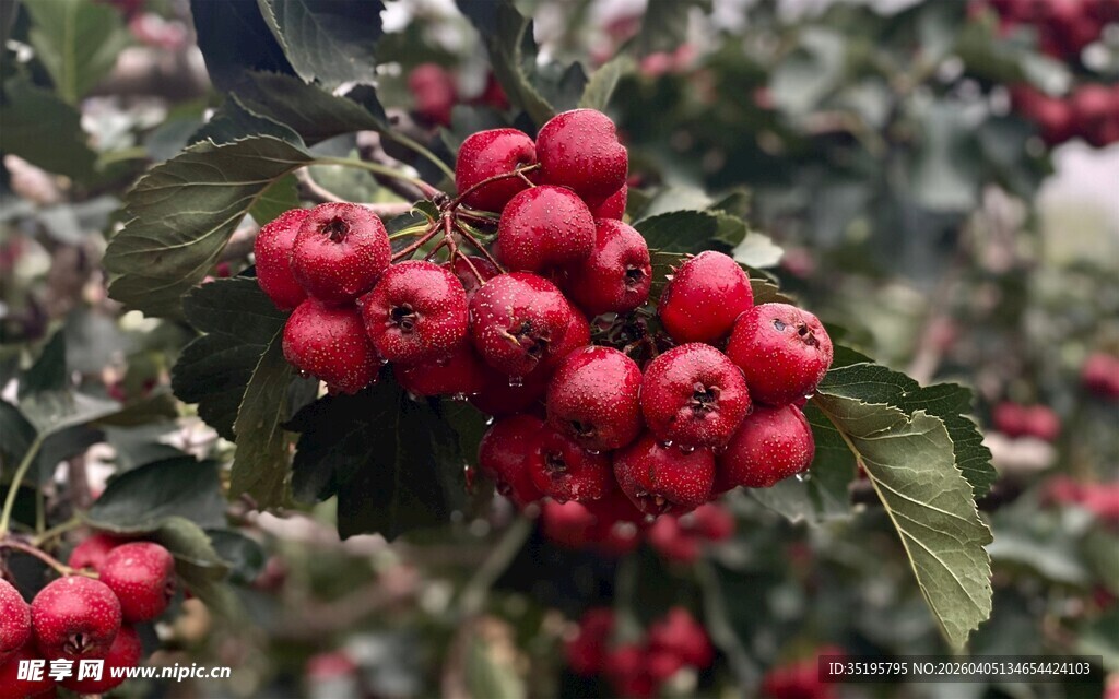 红果满枝的诱人景象