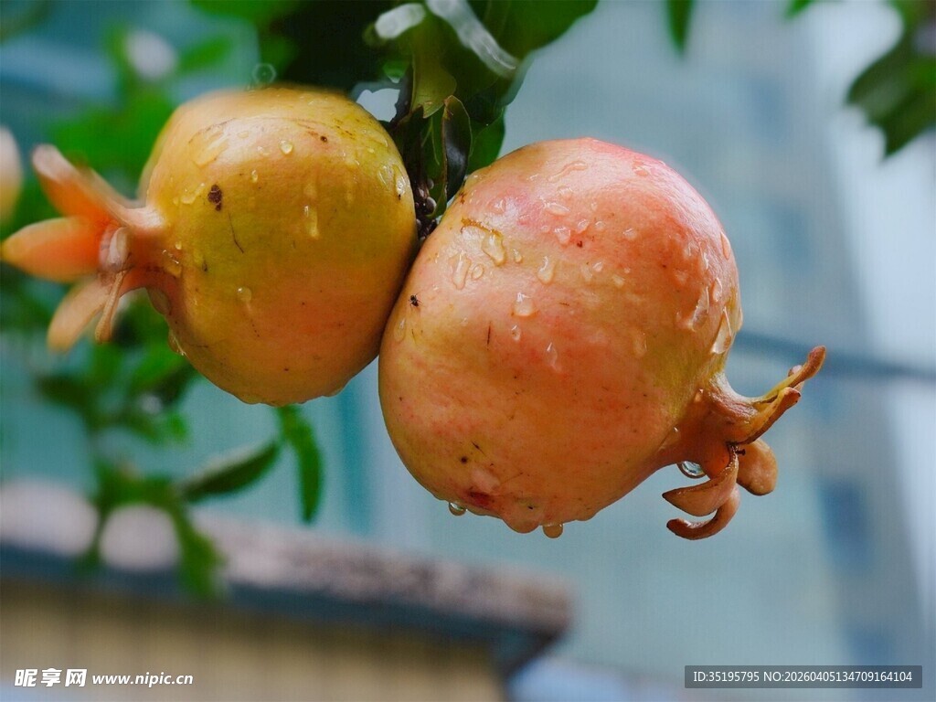 枝头鲜嫩石榴水珠晶莹