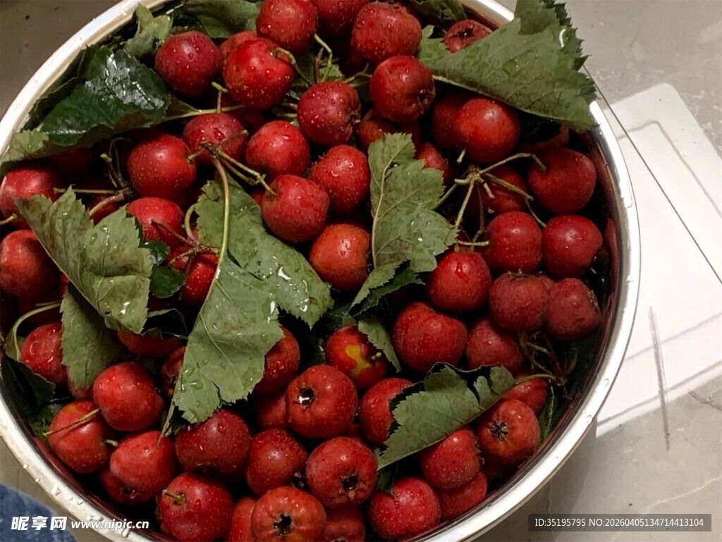 满满一盆鲜红带叶山楂果