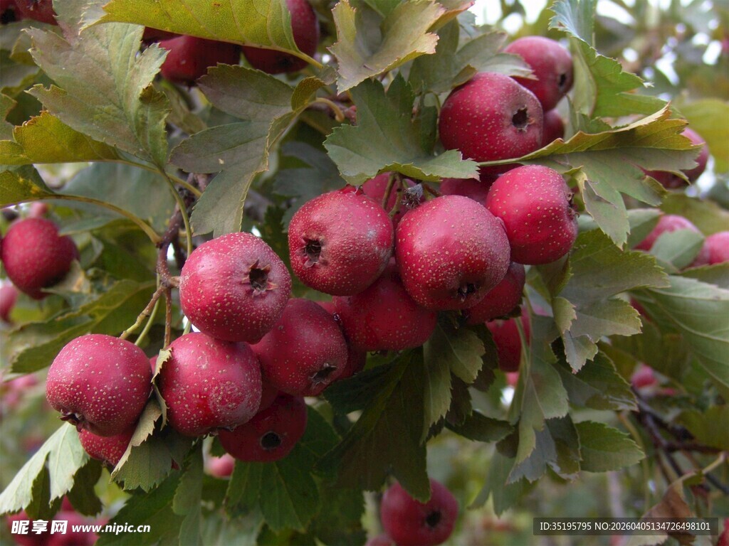枝头红苹果果实饱满诱人