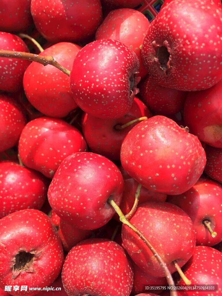 鲜红饱满的山楂果实